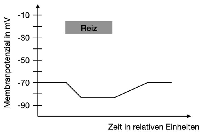 Grafik: Membranpotenzial über Zeit; bei Reiz kurz von −70 mV auf ca. −85 mV abgesunken, dann Rückkehr.